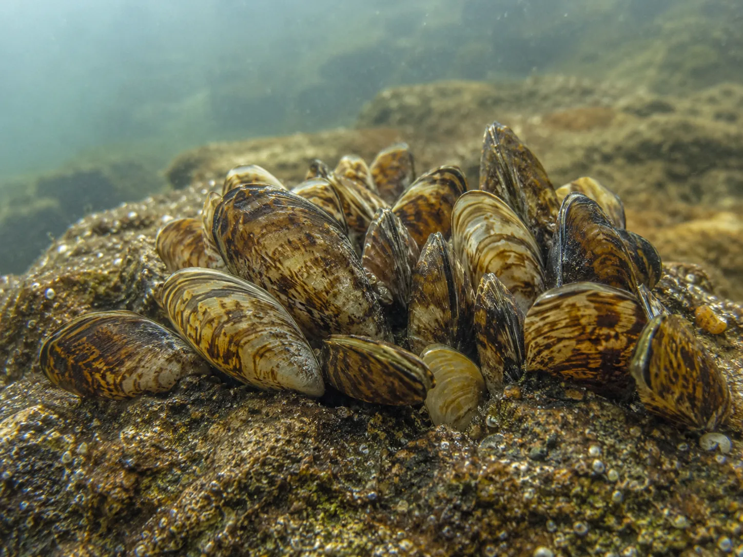 A cluster of quagga mussels attached to a rocky underwater surface
